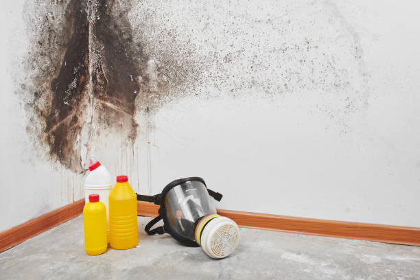Best Post-Flood Mold Remediation in Bolivar, WV