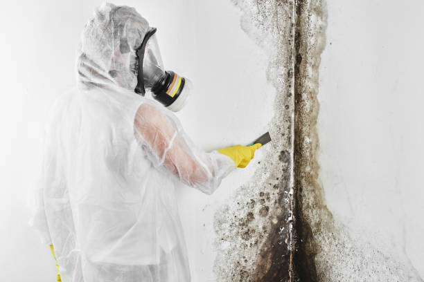 Best Bathroom Mold Remediation in Bolivar, WV