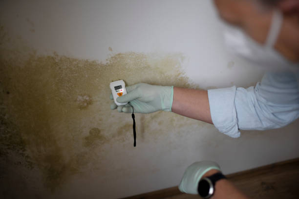 Best Mold Testing and Inspection Services in Bolivar, WV