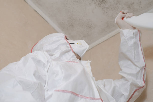 Best Industrial Mold Remediation in Bolivar, WV