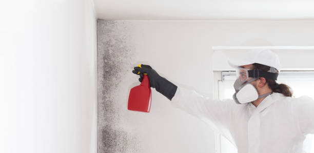 Best HVAC Mold Remediation in Bolivar, WV