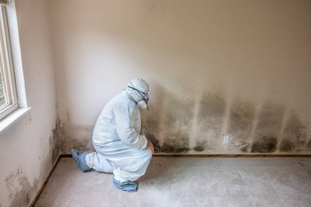 Best DIY Mold Remediation Support Services in Bolivar, WV