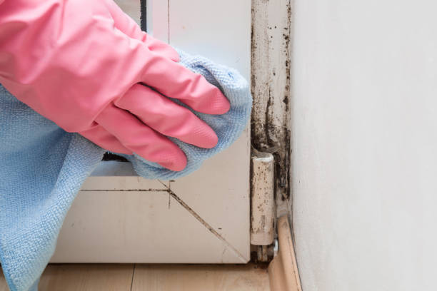 Best Basement Mold Remediation in Bolivar, WV