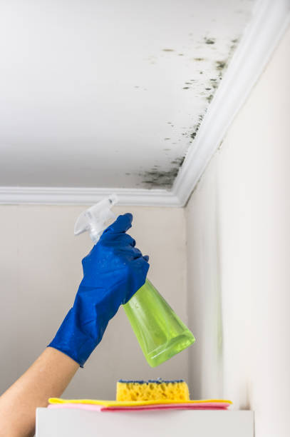 Professional Mold Remediation in Bolivar, WV